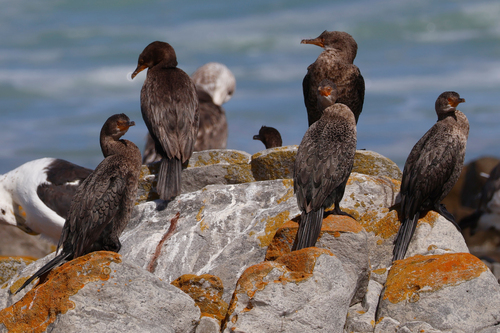 iNaturalist image