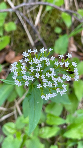 Valeriana tripteris