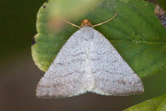 Taeniogramma tenebrosata