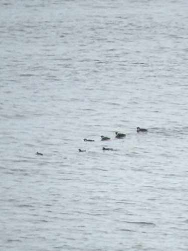 Ancient Murrelet (Synthliboramphus antiquus), photo 7