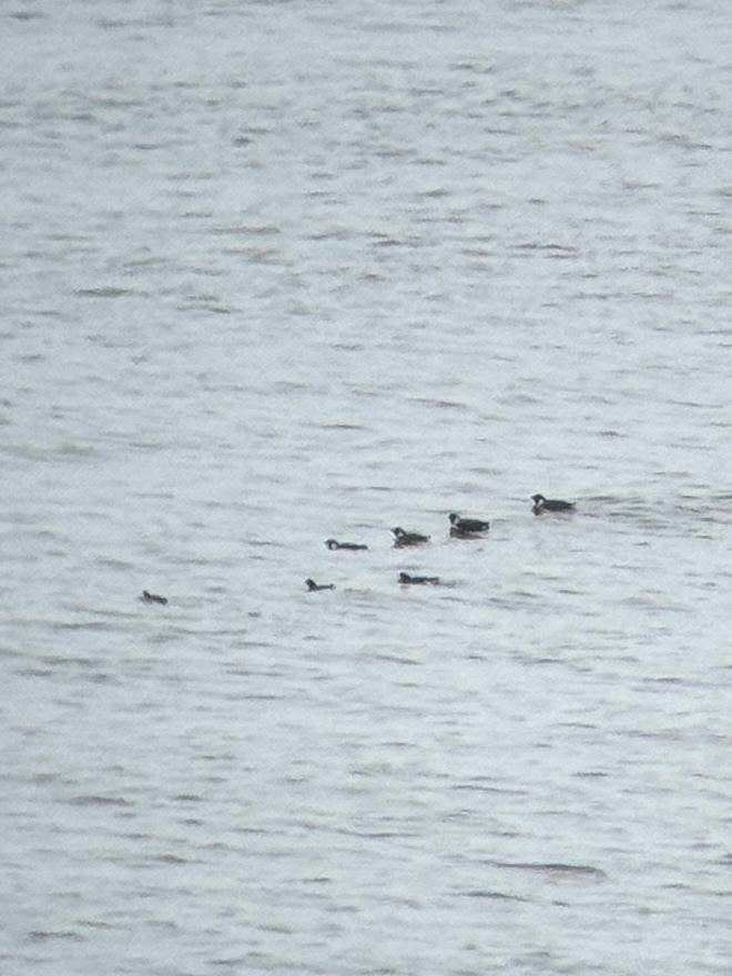 Ancient Murrelet (Synthliboramphus antiquus), photo 10