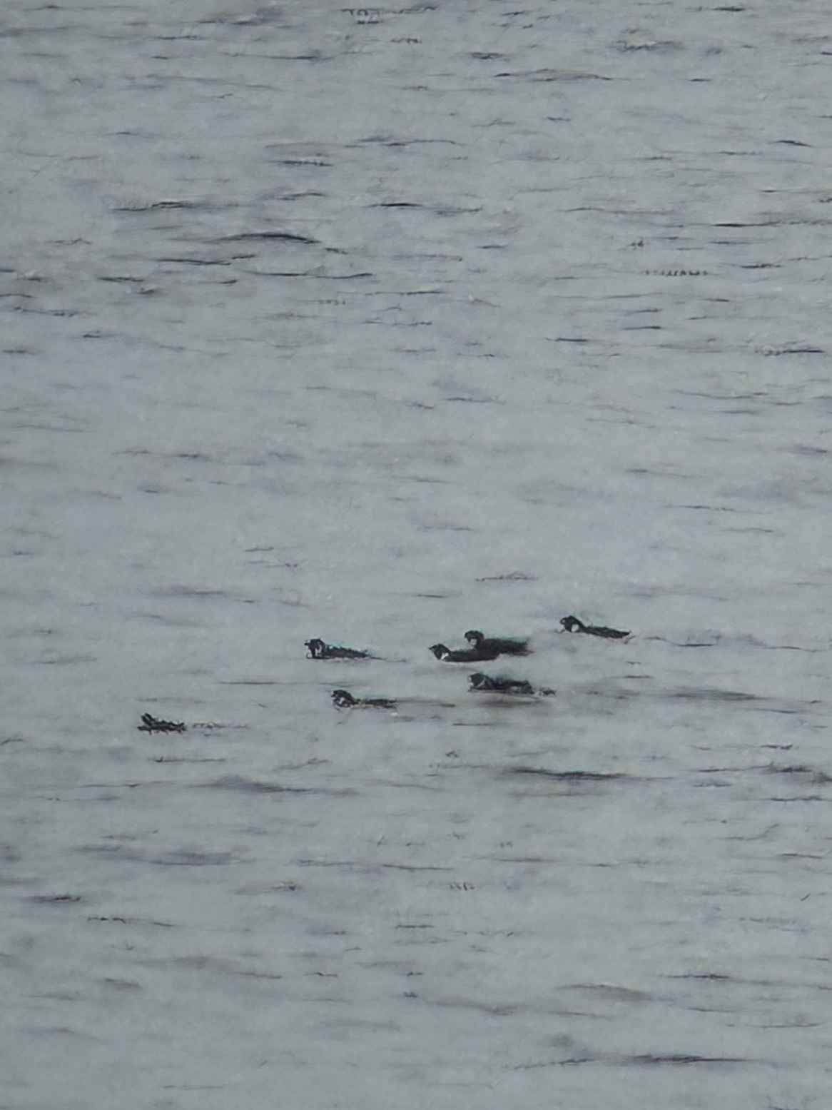 Ancient Murrelet (Synthliboramphus antiquus), photo 9