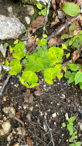 Euphorbia amygdaloides