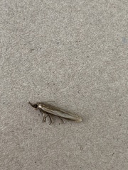 Lepidoptera