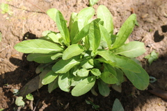 Thlaspi arvense
