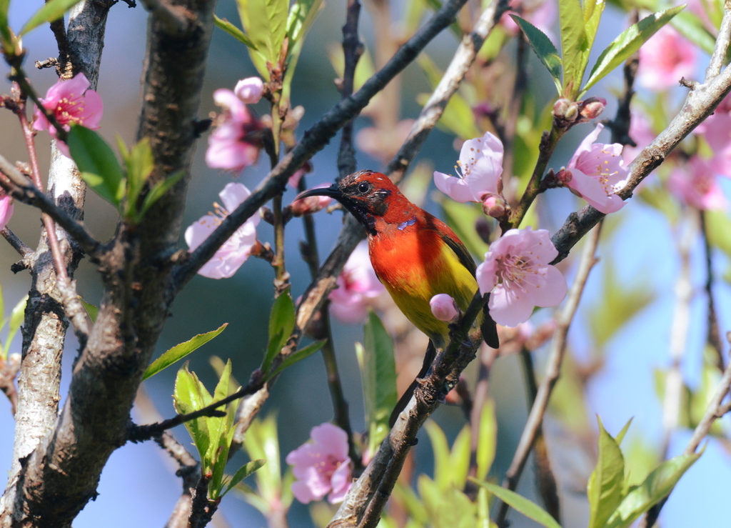 Mrs. Gould's Sunbird
