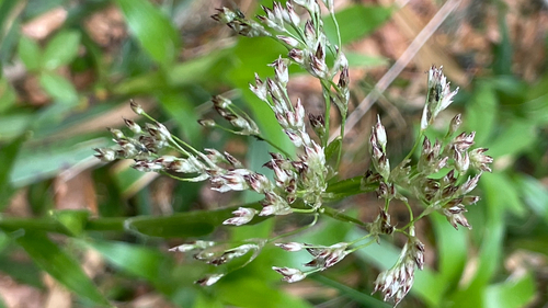 Luzula sylvatica