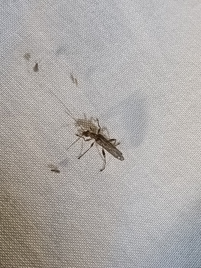 Oedemera marmorata