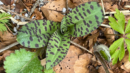 Dactylorhiza fuchsii