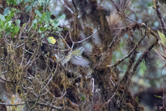 Mecocerculus stictopterus