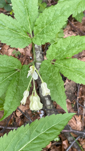 Cardamine enneaphyllos