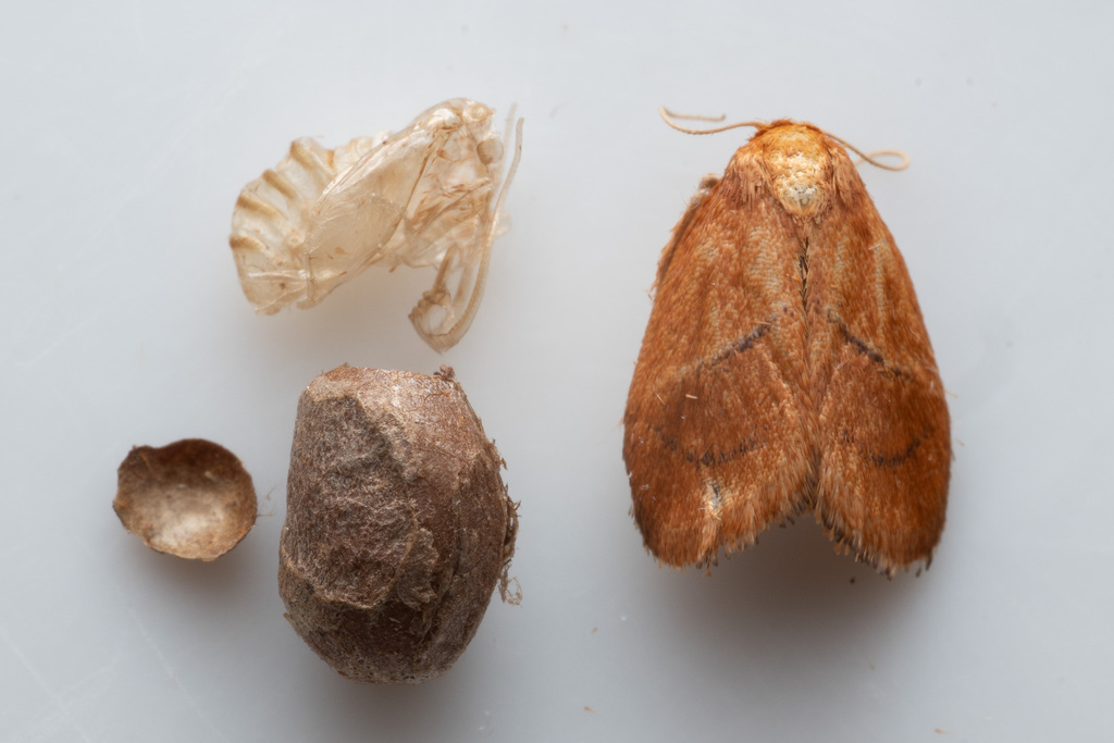 Lithacodes fiskeana