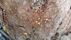 Crepidotus eucalyptorum