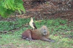 Hydrochoerus isthmius