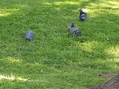 Columba livia domestica