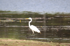 Ardea alba