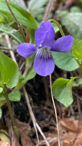 Viola riviniana