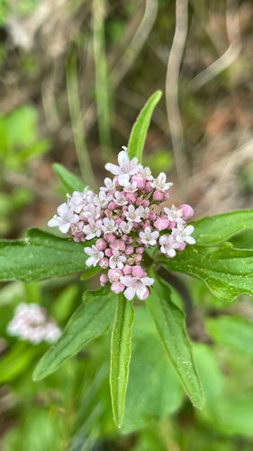 Valeriana tripteris