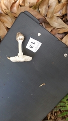 Amanita allostraminea