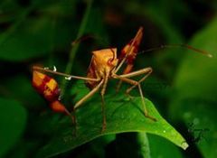 Anisoscelis podalicus