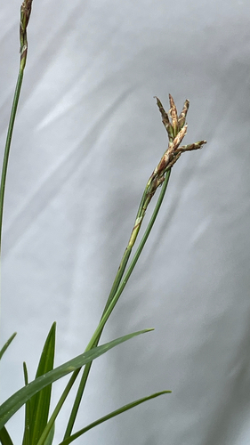 Carex ornithopoda