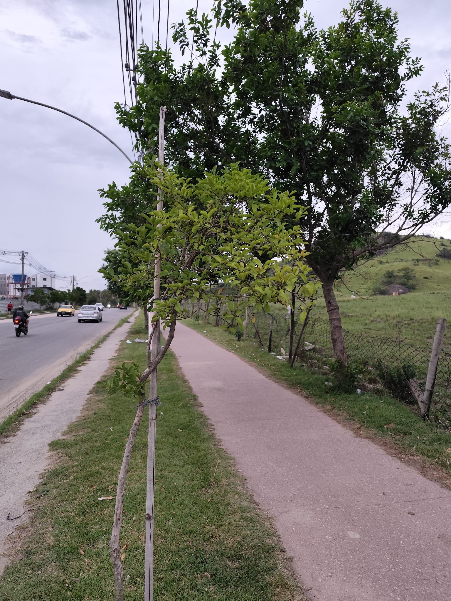 Imagem de Araçauna