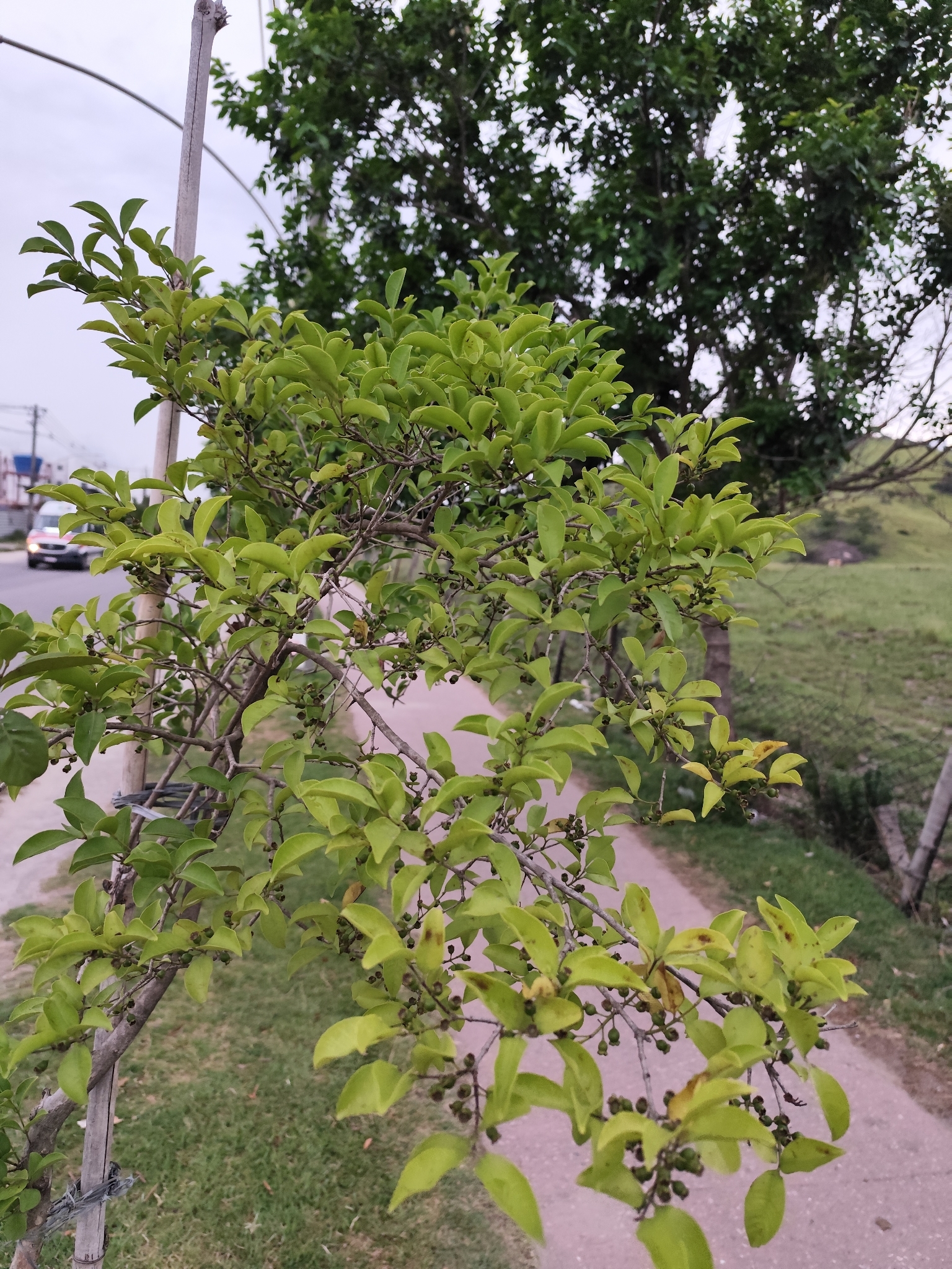 Imagem de Araçauna