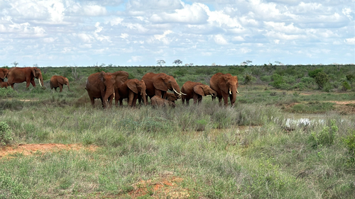 African elephant