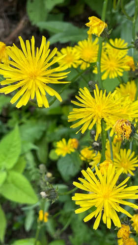 Crepis biennis