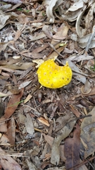 Amanita flavella