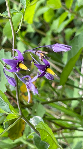 Solanum dulcamara