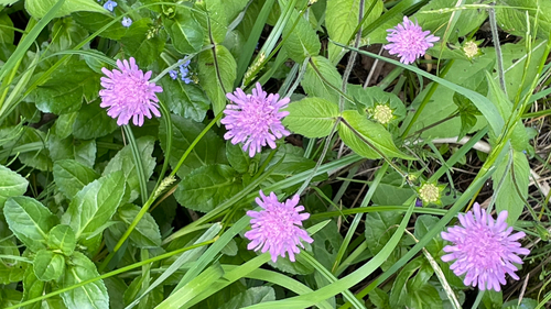 Knautia drymeja
