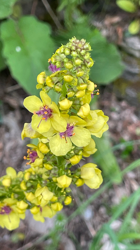 Verbascum alpinum