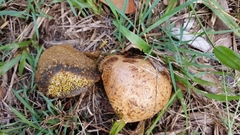Pisolithus marmoratus