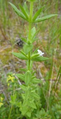 Gratiola pilosa