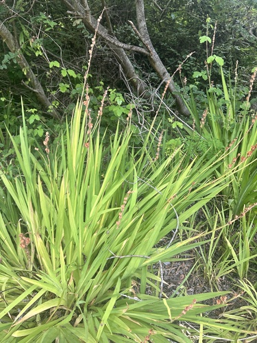 Chasmanthe bicolor, photograph 2
