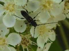 Molorchus bimaculatus