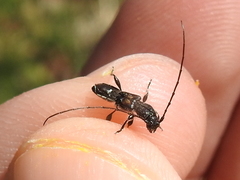 Molorchus bimaculatus
