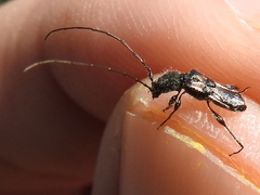 Molorchus bimaculatus