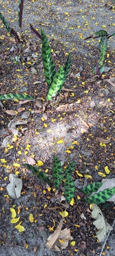 Goeppertia insignis