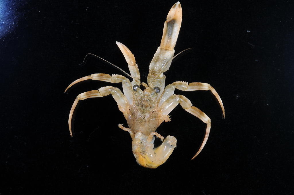 deepwater hermit crabs