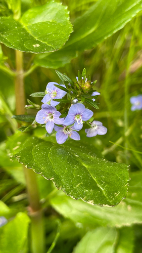 Veronica beccabunga