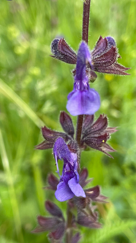 Salvia pratensis