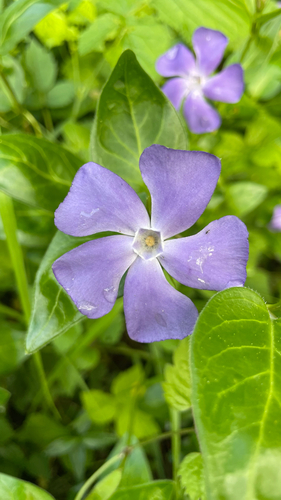 Vinca major