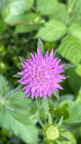 Knautia drymeja