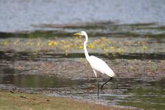Ardea alba
