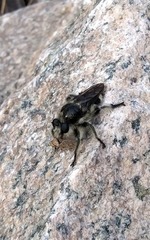 Laphria cinerea