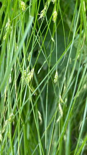 Carex remota