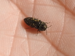 Acmaeodera neglecta