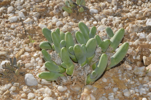 Phyllobolus digitatus (Aiton) Gerbaulet 3